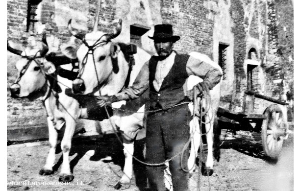 1935? - Niccolò Vaselli con le sue bestie da lavoro