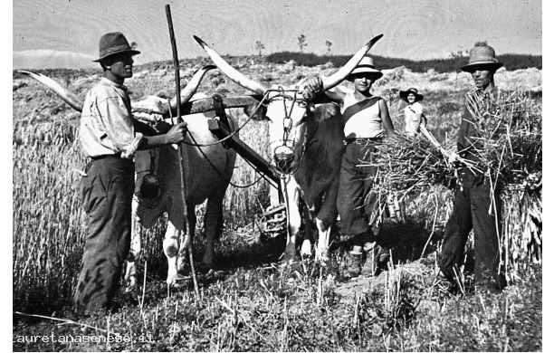 1941 - Mietitura manuale con il falcino