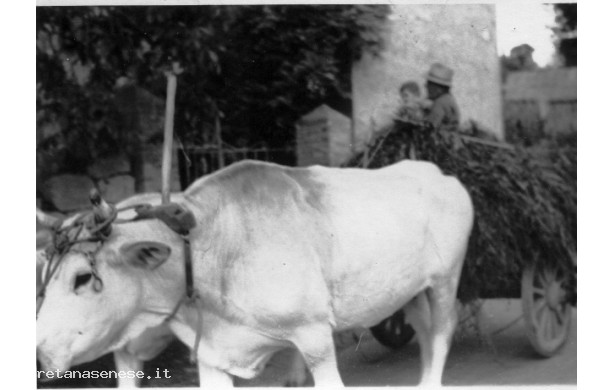 1966 - Carro trainato da buoi di razza chianina