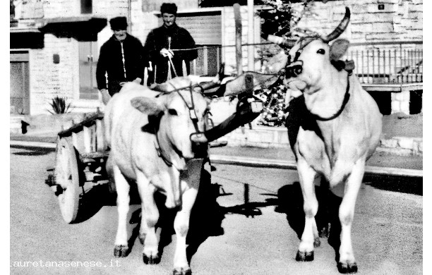 1970? - L'ultimo carro trainato da buoi .......