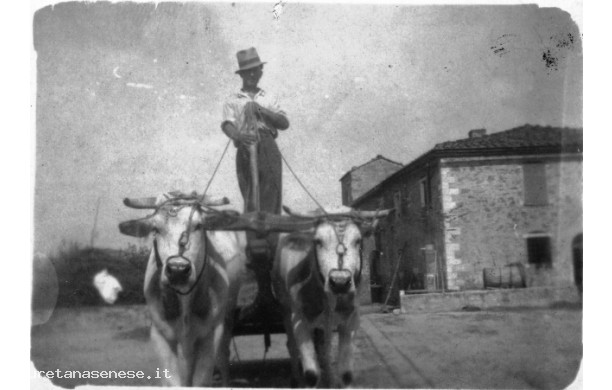 1948 - Contadino alla guida di un carro di buoi di razza chianina