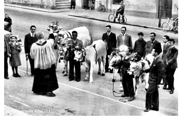 1946?, 17 Gennaio - Benedizione dei vitelli di chianina