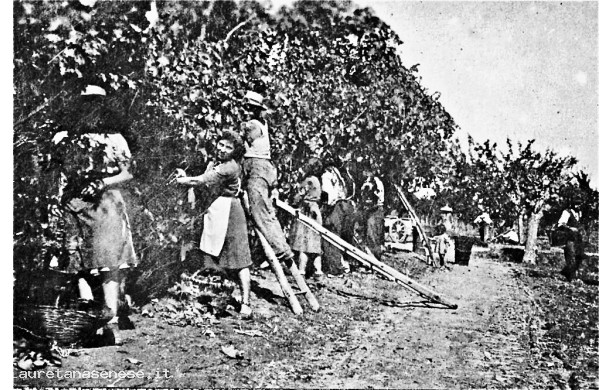 1946 - Vendemmia nei piani del Poggiolo, lungo il torrente Bestinino